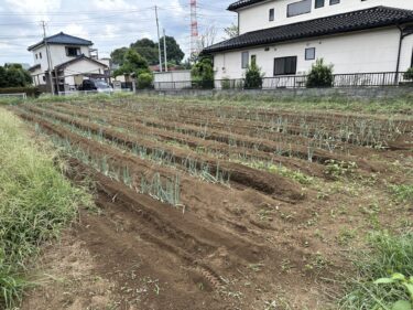 2023年9月15日(金)の作業記録 (ホーム玉ねぎの定植作業、長ネギの土寄せ作業等)