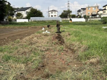 2023年9月20日(水)の作業記録 (青首大根の播種作業、玉ねぎのマルチ剥がし作業、吉岡さん畑を中心にトラクター耕耘作業)