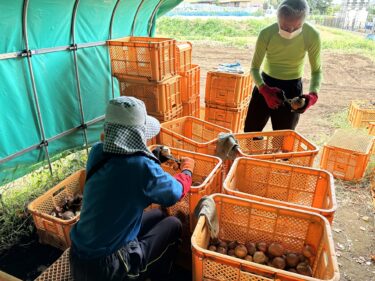 2023年10月2日(月)の作業記録 (除草作業、里芋土寄せ作業、玉ねぎの選別作業、トラクター耕耘作業)