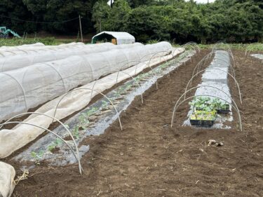 2023年10月4日(水)の作業記録 (ブロッコリーの定植作業、斉藤さん畑のビニールハウス内除草作業)