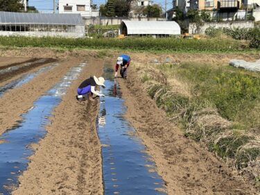 2023年10月18日(水)の作業記録 (長ネギ畝の除草作業、玉ねぎの播種作業、青首大根の播種作業、赤かぶ・聖護院かぶ・あやめ雪かぶの播種作業、大根用にマルチ張り作業)