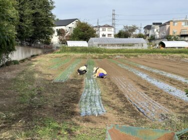 2023年10月19日(木)の作業記録 (大根の播種作業、らっきょうの定植作業)