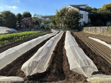 2023年10月24日(火)の作業記録 (わさび菜・紅菜苔・オータムポエム・のらぼう菜・寒咲花菜・小松菜の播種作業と防虫ネット張り作業、ニンニクの定植作業)