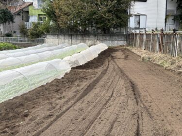 2023年11月15日(水)の作業記録 (除草作業、赤飯ささげ撤去作業、小松菜播種作業)