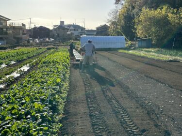 2023年12月8日(金)の作業記録 (里芋掘り起こし作業、トラクター耕耘作業、玉ねぎ用にマルチ張り作業)