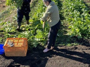 2023年12月13日(水)の作業記録 (大根の間引き作業、ピーマンの撤去作業、移植機タイヤホイール取り付け作業、マルチシーダーのロータリークラッチワイヤー調整)