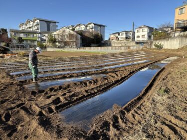 2023年12月18日(月)の作業記録 (ほうれん草が今季初収穫、早生玉ねぎの定植作業、玉ねぎ用マルチ張り作業)