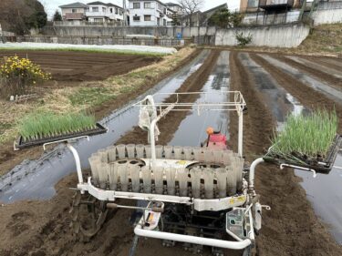 2023年12月19日(火)の作業記録 (玉ねぎの定植作業)