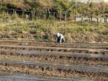 2023年12月20日(水)の作業記録 (玉ねぎの補植作業)