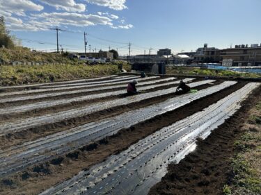 2023年12月21日(木)の作業記録 (玉ねぎの定植作業と補植作業)