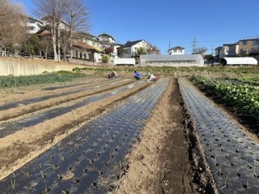 2023年12月25日(月)の作業記録 (玉ねぎの定植作業)