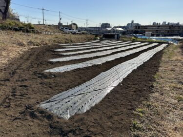 2024年1月9日(火)の作業記録 (玉ねぎマルチの剥がれ防止対策作業)