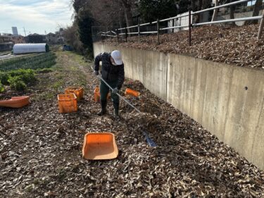 2024年1月10日(水)の作業記録 (マルチの剥がれ防止対策作業、排水溝の落ち葉拾い等)