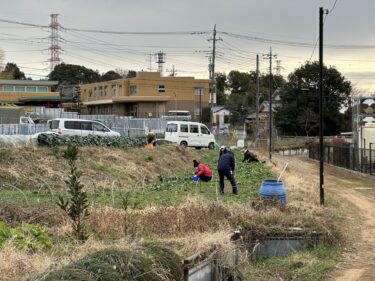 2024年1月11日(木)の作業記録 (トラクター耕耘作業、モロヘイヤ房取り作業、日本ほうれん草追肥作業)