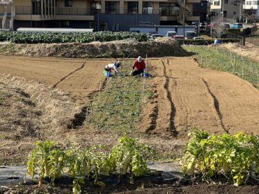 2024年1月19日(金)の作業記録 (ちぢみほうれん草・かぶ類の追肥作業、マルチシーダー使用練習)