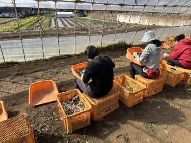 2024年2月1日(木)の作業記録 (収穫作業メイン、野菜残渣処理作業)