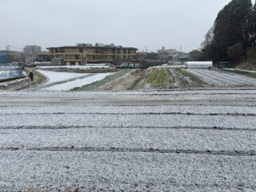 2024年2月5日(月)の作業記録 (収穫作業メイン、雪の為午前中のみの作業)