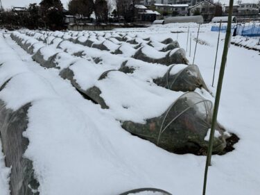 2024年2月6日(火)の作業記録 (雪の為午前中の畑の作業は中止、午後は畑の見回りが中心となりました)