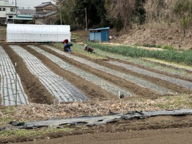 2024年3月5日(火)の作業記録 (玉ねぎとニンニクの追肥作業、トラクター耕耘作業、夏野菜種等の購入作業)