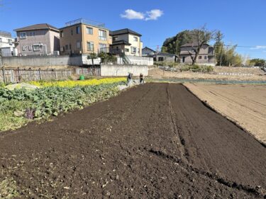 2024年3月27日(水)の作業記録 (ニラと小松菜の追肥作業、わさび菜とアスパラ菜の撤去作業、ホーム玉ねぎの播種作業)