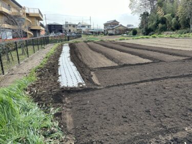 2024年4月2日(火)の作業記録 (ビニールハウス内のほうれん草初収穫作業、ビーツ予定地肥料撒きと耕耘作業とマルチ張り作業、玉ねぎ畝周り等を中心に除草作業)