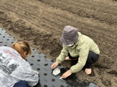 2024年4月3日(水)の作業記録 (ゴルゴ、ビーツの播種作業、吉岡さん畑のブロッコリーの防虫ネット片付け作業、トラクター耕耘作業、畑ミーティング作業)