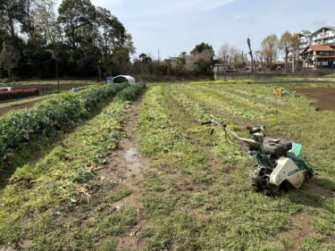 2024年4月4日(木)の作業記録 (スティックブロッコリーが今季最後の収穫となりました、スティックブロッコリーとブロッコリーの撤去作業、除草作業)