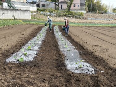 2024年4月12日(金)の作業記録 (竹の子が今季初収穫、ブロッコリー今季の収穫が終了、ズッキーニの定植作業)