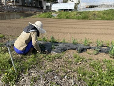 2024年4月15日(月)の作業記録 (ニラや玉ねぎの除草作業、トラクター耕耘作業、レタス用にマルチ張り作業)