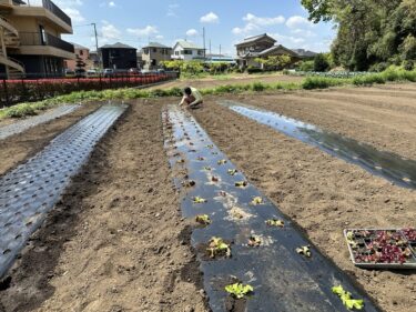 2024年4月17日(水)の作業記録 (リーフレタスとサニーレタスの定植作業、小溝畑に鶏糞撒き作業)