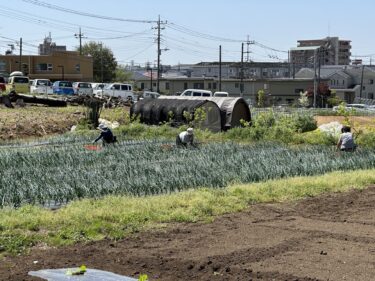 2024年4月19日(金)の作業記録 (菜花類の撤去作業、玉ねぎの除草作業、トラクター耕耘作業)