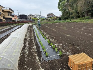 2024年4月22日(月)の作業記録 (ロメインレタスの定植作業、ミニトマト・インゲン用に肥料撒きとトラクター耕耘作業)