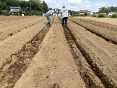 2024年4月26日(金)の作業記録 (玉ねぎの除草作業、菊芋の植え付け作業)