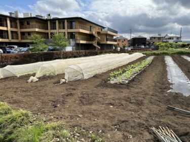 2024年4月30日(火)の作業記録 (玉レタス・枝豆の定植作業、インゲンのネット張り作業、菊芋の定植作業、玉ねぎ周りの除草作業)