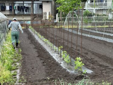 2024年5月1日(水)の作業記録 (雨の為午前中のみの作業、ミニトマトの定植作業、菊芋の植え付け作業が終わりました)