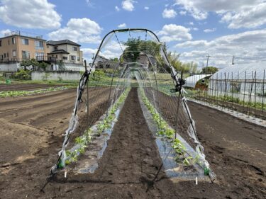 2024年5月2日(木)の作業記録 (成平インゲン・つるありインゲンの定植作業、枝豆の定植作業、早生玉ねぎが今季初収穫)