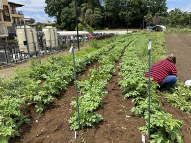 2024年5月9日(木)の作業記録 (ジャガイモの芽かき作業、ミニトマトの屋根作り作業、除草作業)