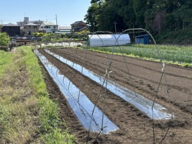 2024年5月14日(火)の作業記録 (ジャガイモの芽かき作業、ミニトマトの屋根張り作業、ミニトマトの誘引作業、キュウリ支柱立てとバンド張り作業)