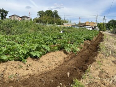 2024年5月15日(水)の作業記録 (キュウリのネット張り作業、茄子の支柱立て作業、ジャガイモの芽かきと土寄せ作業)