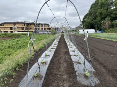 2024年5月16日(木)の作業記録 (ジャガイモの芽かき作業、キュウリ・オカヒジキ・ゴーヤ・白ゴーヤ・千両二号茄子の定植作業、生姜用のマルチ張り作業)