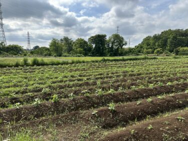 2024年5月20日(月)の作業記録 (ミニトマトの余剰苗を鉢植え作業、玉ねぎの剥がれ防止用のバンド外し作業、土寄せ機の修理を試みましたが直らず、菊芋の様子)