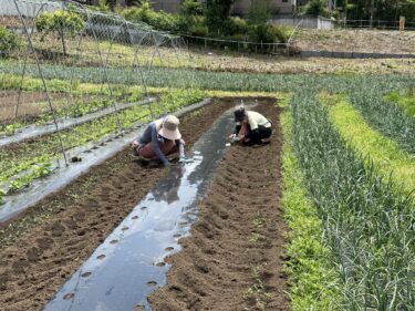 2024年5月22日(水)の作業記録 (青じその定植作業、オクラの播種作業、ミニトマトの鉢植え作業、小溝畑の除草作業)