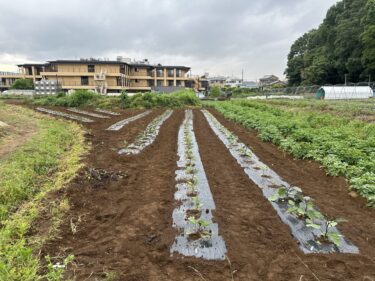 2024年5月28日(火)の作業記録 (長茄子・水茄子・緑茄子・ピーマン・ジャンボシシトウの定植作業、夏用キュウリ2弾目・バジルの播種作業)