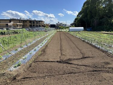 2024年5月29日(水)の作業記録 (玉ねぎ畝周りの除草、マルチ剥がれと破れ直し作業、トラクター耕耘作業、ジャガイモの土寄せ作業)