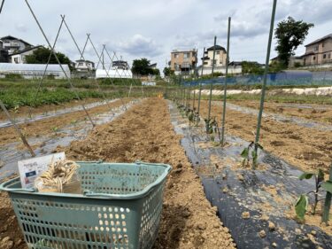 2024年5月30日(木)の作業記録 (長茄子・水茄子の支柱立てバンド張り誘引作業、さつま芋用の畝作り、除草作業)