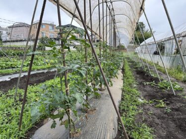 2024年5月31日(金)の作業記録 (ミニトマトの芽かき誘引作業、千両二号茄子の誘引作業、育苗ポット等の汚れ落としと片付け作業)