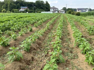 2024年6月6日(木)の作業記録 (小溝菊芋畑の除草作業、サツマイモの植え付け作業)