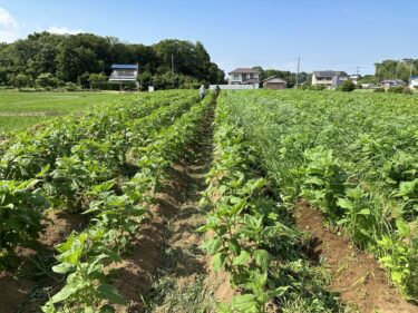 2024年6月11日(火)の作業記録 (小溝畑で菊芋畝の除草作業)
