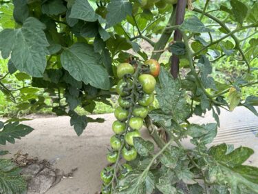 2024年6月13日(木)の作業記録 (午前中のみの作業、小溝畑で菊芋畝の除草作業、ミニトマトの芽かき誘引作業、収穫は玉ねぎのみ)