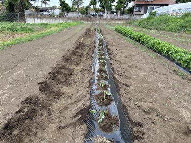 2024年6月17日(月)の作業記録 (ミニトマト・長茄子が今季初収穫、小溝菊芋畑の除草作業、サツマイモの定植作業)